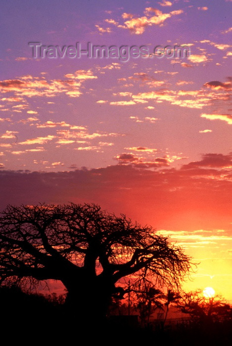 mozambique132: Mozambique / Moçambique - Pemba, Cabo Delgado: baobab tree at sunset - Adansonia digitata / embondeiro e pôr do sol - photo by F.Rigaud - (c) Travel-Images.com - Stock Photography agency - Image Bank