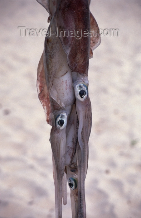 mozambique159: Mozambique / Moçambique - Pemba: squids hanging on the beach / lulas - photo by F.Rigaud - (c) Travel-Images.com - Stock Photography agency - Image Bank