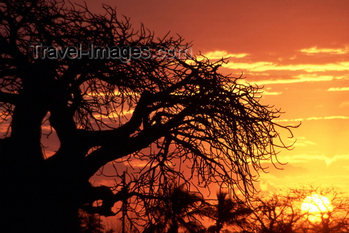 mozambique197: Pemba / Porto Amélia, Cabo Delgado, Mozambique / Moçambique: baobab tree silhouette at sunset - Adansonia digitata and red sky / silhueta de um embondeiro ao pôr do sol - photo by F.Rigaud - (c) Travel-Images.com - Stock Photography agency - Image Bank