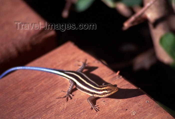 mozambique199: Pemba / Porto Amélia, Cabo Delgado, Mozambique / Moçambique: small lizard / lagartixa - photo by F.Rigaud - (c) Travel-Images.com - Stock Photography agency - Image Bank