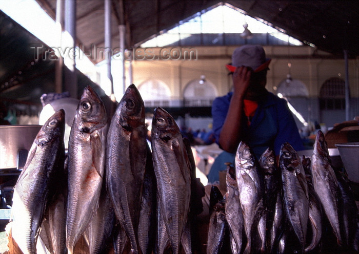 mozambique221: Mozambique / Moçambique - Maputo / Lourenço Marques: fish for sale at the Municipal market / Mercado municipal - peixe - carapaus - photo by F.Rigaud - (c) Travel-Images.com - Stock Photography agency - Image Bank