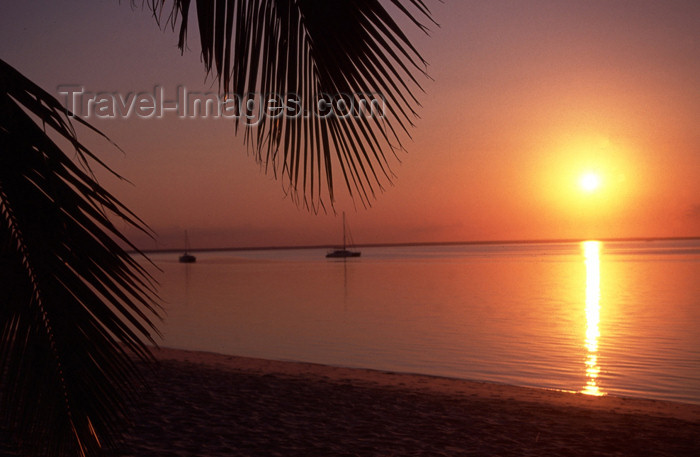 sunset on beach with palm trees. each - palm tree leaves