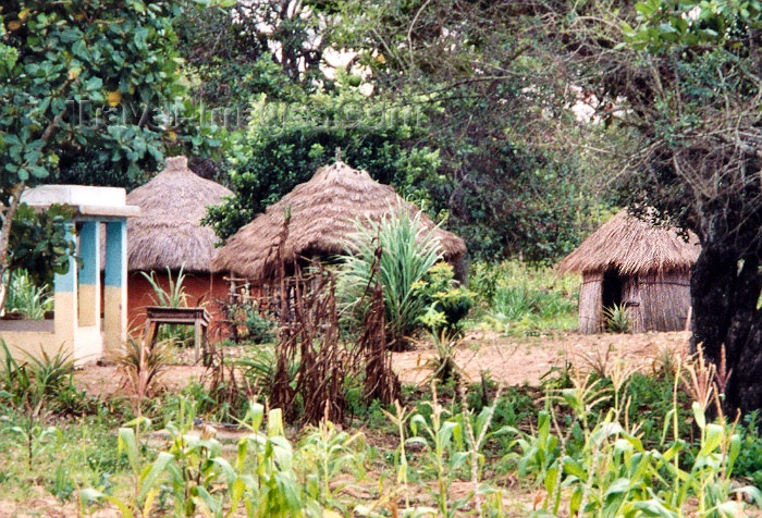 mozambique26: Chissano, Gaza province, Mozambique: huts under the cashew-nut trees / cabanas sob os cajueiros - photo by M.Torres - (c) Travel-Images.com - Stock Photography agency - Image Bank