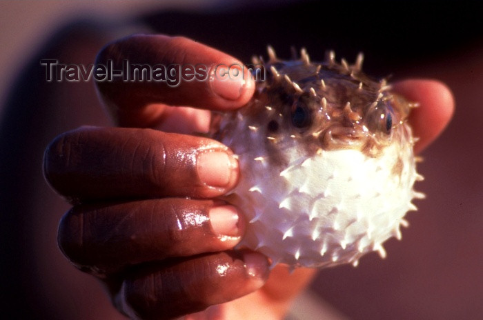 mozambique56: Mozambique / Moçambique - Benguerra: Pufferfish inflated with water - blowfish, swellfish, globefish, balloonfish - puffer fish - family Tetraodontidae, order Tetraodontiformes / peixe cofre - photo by F.Rigaud - (c) Travel-Images.com - Stock Photography agency - Image Bank