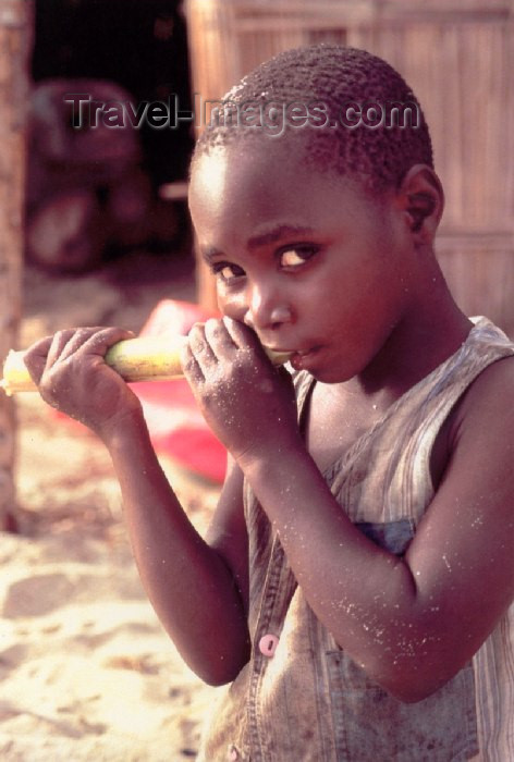 mozambique64: Mozambique / Moçambique - Benguerra: child having sugar-cane for breakfast / criança a comer cana de açucar ao pequeno almoço - photo by F.Rigaud - (c) Travel-Images.com - Stock Photography agency - Image Bank