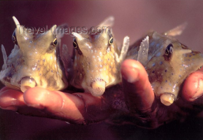 mozambique76: Mozambique / Moçambique - Benguerra: colourful cowfish on a boy's hand / peixe-vaca - peixes coloridos - photo by F.Rigaud - (c) Travel-Images.com - Stock Photography agency - Image Bank