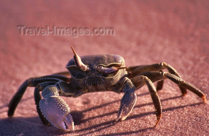 mozambique88: Mozambique / Moçambique - Benguerra: crab on the sand - National Park / carenguejo - photo by F.Rigaud - (c) Travel-Images.com - Stock Photography agency - Image Bank