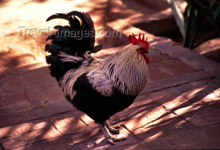 mozambique94: Ilha de Moçambique / Mozambique island: galo / cock - rooster - Gallus gallus - photo by F.Rigaud - (c) Travel-Images.com - Stock Photography agency - Image Bank