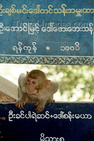 myanmar181: Myanmar / Burma - Mt Popa - the Burmese Meteora - monkey and burmeese script (photo by J.Kaman) - (c) Travel-Images.com - Stock Photography agency - Image Bank