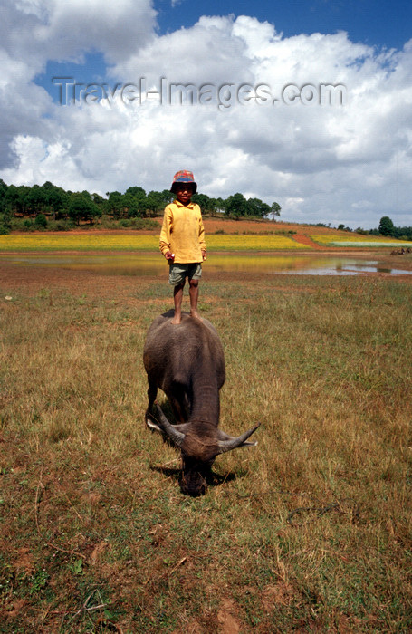 myanmar229: Myanmar - Pyin U Lwin: child stands on a water buffalo - Bubalus bubalis - photo by W.Allgöwer - Der Wasserbüffel gehört zu den Rindern (Bovinae) und ist die mit Abstand am weitesten verbreitete und bekannteste Art der Asiatischen Büffel (Bubalus). Er ist - (c) Travel-Images.com - Stock Photography agency - Image Bank