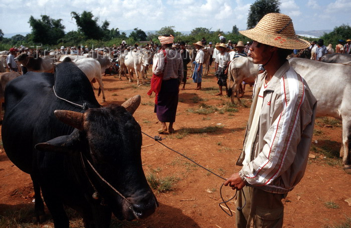 myanmar232: Myanmar - Heho - Shan State: water buffalo market - photo by W.Allgöwer - Der Markt in Heho findet alle fünf Tage statt. Es sind vor allem Angehörige der Bergstämme, die auf diesem Markt ihre Ware anbieten. - (c) Travel-Images.com - Stock Photography agency - Image Bank