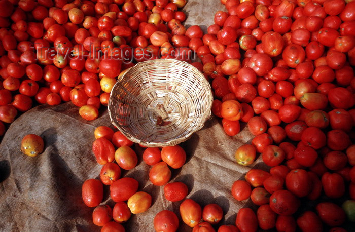 myanmar240: Myanmar - Kalaw - Shan State: tomatos and basket - market - photo by W.Allgöwer - Verkauf von Tomaten auf dem Markt von Kalaw. Die Tomate ist eine Pflanzenart aus der Familie der Nachtschattengewächse. Umgangssprachlich wird vor allem die als Gemüse verwe - (c) Travel-Images.com - Stock Photography agency - Image Bank