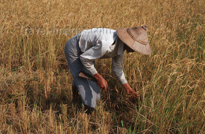myanmar256: Myanmar - Toungoo, Bago division: rice farmer at work - Asia - agriculture - photo by W.Allgöwer - Wichtigster Wirtschaftszweig von Myanmar ist die Landwirtschaft. Etwa 30 % der Landfläche ist landwirtschaftlich nutzbar, aber nur die Hälfte davon wird bea - (c) Travel-Images.com - Stock Photography agency - Image Bank