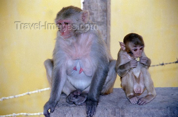 myanmar28: Myanmar / Burma - Mount Popa - Mandalay Division: monkeys (photo by J.Kaman) - (c) Travel-Images.com - Stock Photography agency - Image Bank
