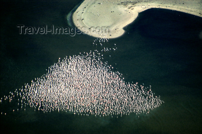 namibia104: Namibia: Aerial view of flock of flamingos off Skeleton Coast, Kunene region - photo by B.Cain - (c) Travel-Images.com - Stock Photography agency - Image Bank