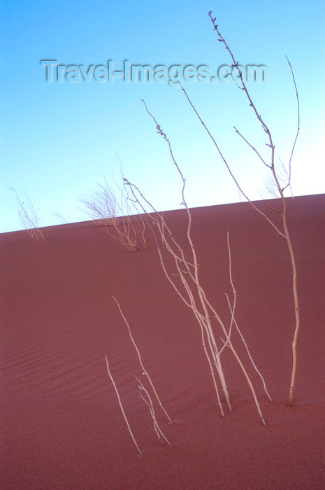 namibia123: Namib Desert - Sossusvlei, Hardap region, Namibia, Africa: dead weeds on sand dune - photo by B.Cain - (c) Travel-Images.com - Stock Photography agency - Image Bank