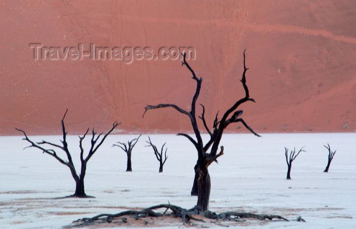 namibia126: Namib desert - Deadvlei - Hardap region, Namibia: dead trees on dry salt pan - photo by B.Cain - (c) Travel-Images.com - Stock Photography agency - Image Bank