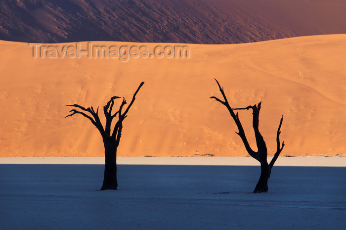 namibia133: Namib desert - Deadvlei - Hardap region, Namibia: Two dead trees, muti-colored layers pan & dunes - photo by B.Cain - (c) Travel-Images.com - Stock Photography agency - Image Bank