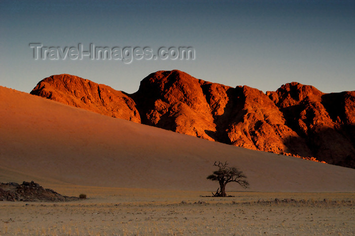 namibia134: Namibia: Desert at dusk, lone tree, mountains near Sossusvlei - photo by B.Cain - (c) Travel-Images.com - Stock Photography agency - Image Bank