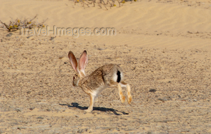 namibia135: Namibia: Desert Hare, Skeleton Coast - photo by B.Cain - (c) Travel-Images.com - Stock Photography agency - Image Bank