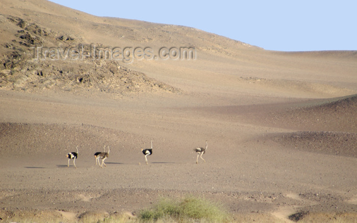 namibia138: Namibia: Five ostriches on desert at Skeleton Coast - photo by B.Cain - (c) Travel-Images.com - Stock Photography agency - Image Bank