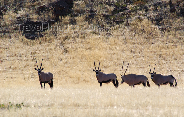 namibia139: Namibia: four oryx in field at Skeleton Coast - photo by B.Cain - (c) Travel-Images.com - Stock Photography agency - Image Bank