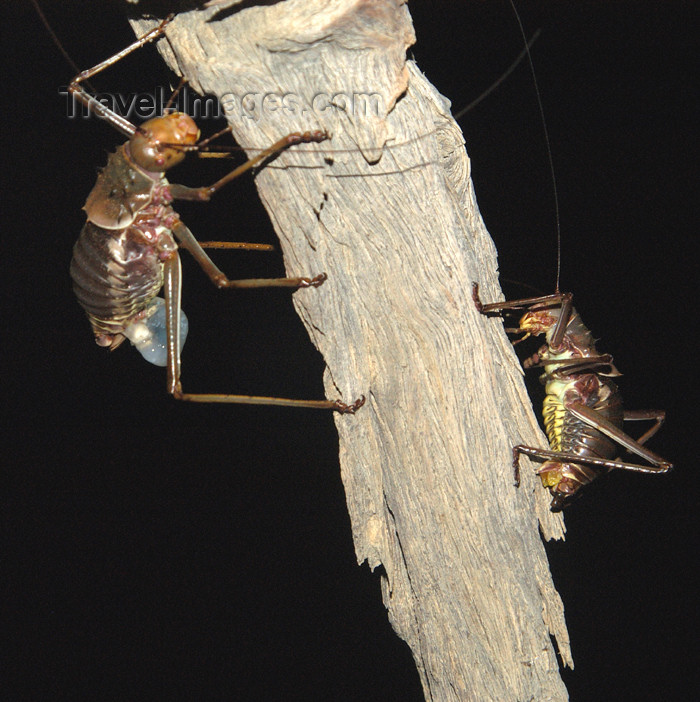 namibia141: Namibia: Giant Crickets at night, Little Kulala Lodge, near Sossusvlei - photo by B.Cain - (c) Travel-Images.com - Stock Photography agency - Image Bank