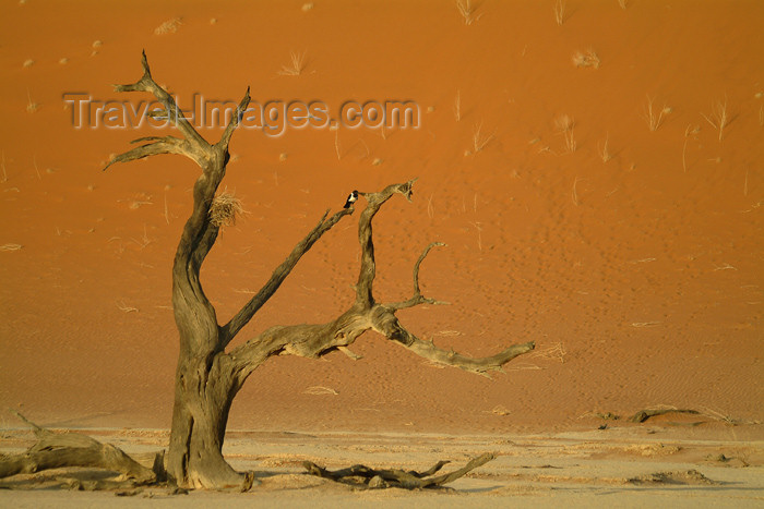 namibia15: Namib desert - Deadvlei - Hardap region, Namibia: dead tree - Namib-Naukluft National Park - photo by J.Banks - (c) Travel-Images.com - Stock Photography agency - Image Bank