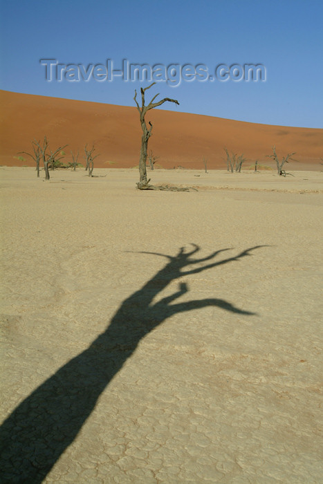 namibia16: Namib desert - Deadvlei / Dead Vlei - Hardap region, Namibia: shadows - trunk - photo by J.Banks - (c) Travel-Images.com - Stock Photography agency - Image Bank