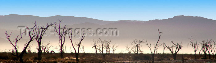 namibia169: Namib desert - Deadvlei - Hardap region, Namibia: Panorama of dead trees and background dust from cars, near Sossusvlei - photo by B.Cain - (c) Travel-Images.com - Stock Photography agency - Image Bank