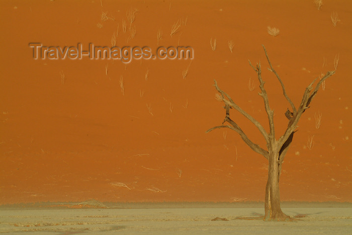 namibia17: Namib desert - Deadvlei - Hardap region, Namibia: dead tree on red sand - photo by J.Banks - (c) Travel-Images.com - Stock Photography agency - Image Bank