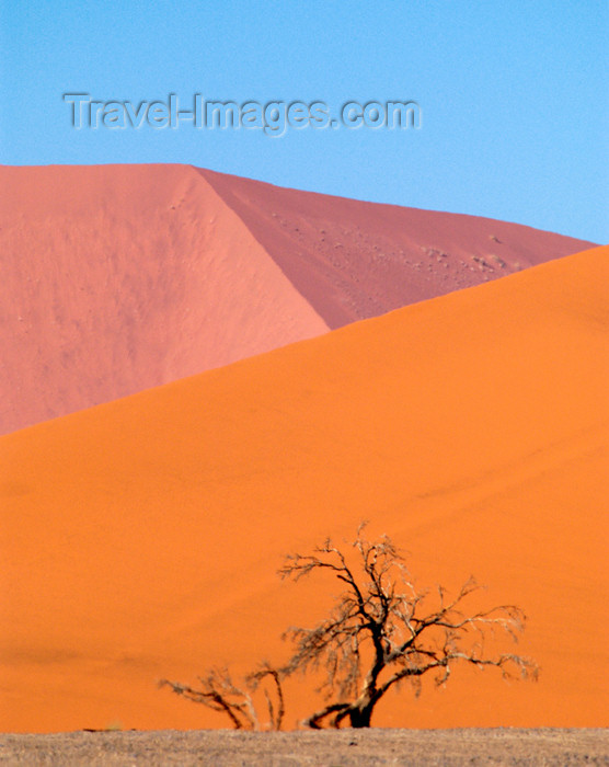 namibia172: Namib Desert - near Sossusvlei, Hardap region, Namibia, Africa: Pink & orangesand dunes with tree - photo by B.Cain - (c) Travel-Images.com - Stock Photography agency - Image Bank