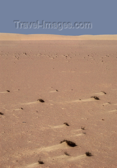 namibia179: Namibia: Scrub vegetation on desert floor, Skeleton Coast - photo by B.Cain - (c) Travel-Images.com - Stock Photography agency - Image Bank