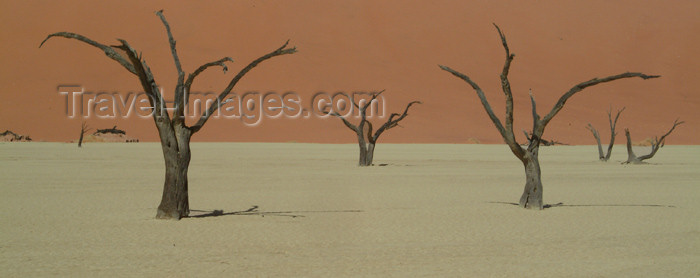 namibia18: Namib desert - Deadvlei - Hardap region, Namibia: 400 year old dead trees - photo by J.Banks - (c) Travel-Images.com - Stock Photography agency - Image Bank