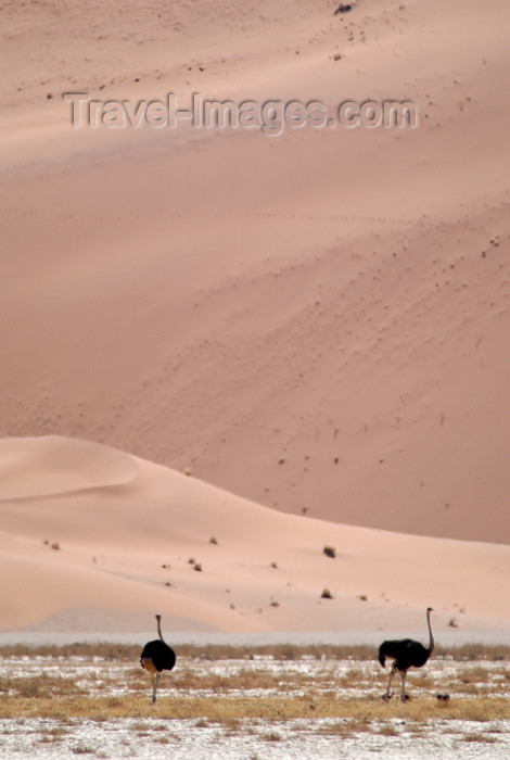 namibia189: Namibia: Two ostriches against a sand dune, near Sossusvlei - photo by B.Cain - (c) Travel-Images.com - Stock Photography agency - Image Bank