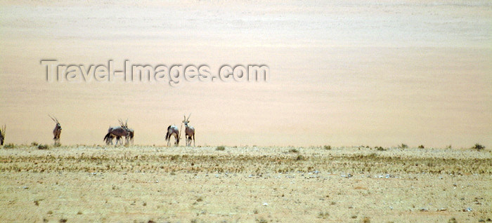 namibia19: Namibia - Namib desert: desert antelopes - photo by J.Banks - (c) Travel-Images.com - Stock Photography agency - Image Bank
