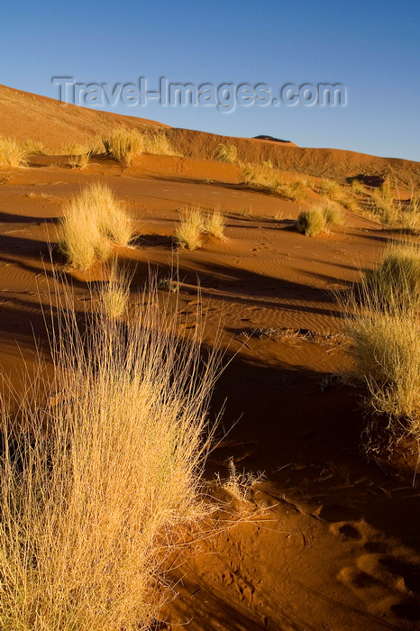 namibia195: Namib Desert - Sossusvlei, Hardap region, Namibia: dunes at sunrise - Namib-Naukluft National Park - photo by Sandia - (c) Travel-Images.com - Stock Photography agency - Image Bank