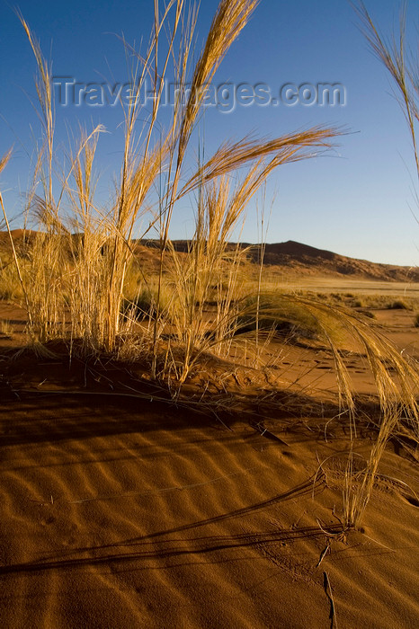 namibia196: Namib Desert - Sossusvlei, Hardap region, Namibia: the beauty of nature. - photo by Sandia - (c) Travel-Images.com - Stock Photography agency - Image Bank