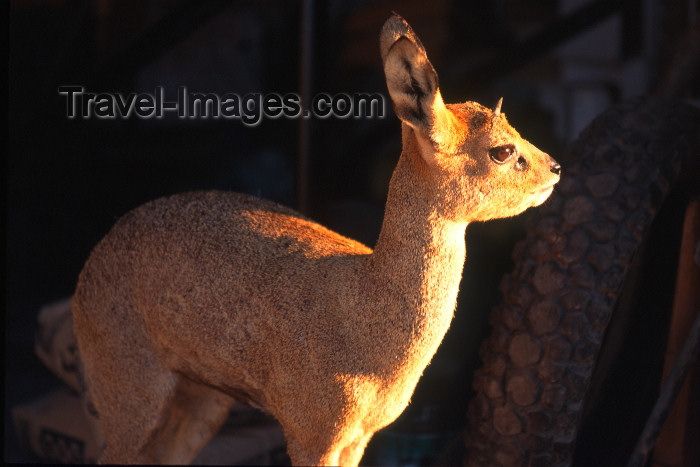 namibia2: Namibia - Etosha Park, Kunene region: a delicate Klipspringer - Oreotragus oreotragus - photo by G.Friedman - (c) Travel-Images.com - Stock Photography agency - Image Bank