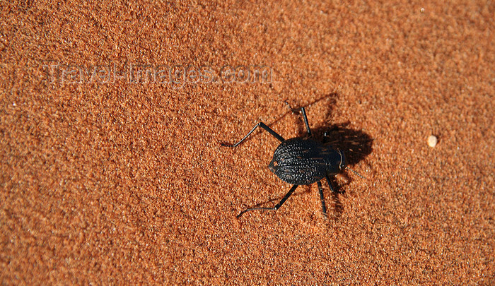 namibia201: Namib Desert - Sossusvlei, Hardap region, Namibia: sand beetle - Namib-Naukluft National Park - photo by Sandia - (c) Travel-Images.com - Stock Photography agency - Image Bank