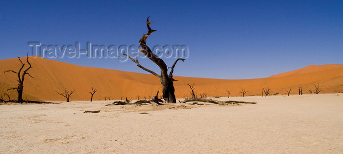 namibia209: Namib Desert - Dead Vlei, Hardap region, Namibia: surrealistic view - dead trees - photo by Sandia - (c) Travel-Images.com - Stock Photography agency - Image Bank