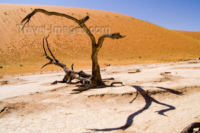 namibia210: Namib Desert - Dead Vlei, Hardap region, Namibia: dead trees-some of them are 500 years old - photo by Sandia - (c) Travel-Images.com - Stock Photography agency - Image Bank