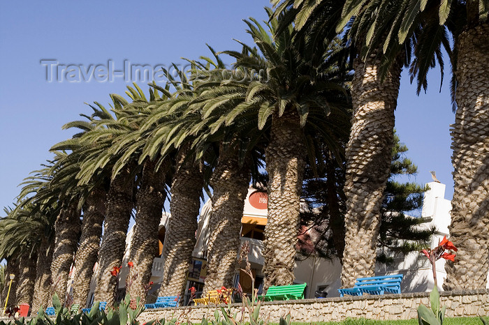 namibia221: Swakopmund, Erongo region, Namibia: line of palm trees in the town centre - place for relaxation, near the souvenir market - photo by Sandia - (c) Travel-Images.com - Stock Photography agency - Image Bank