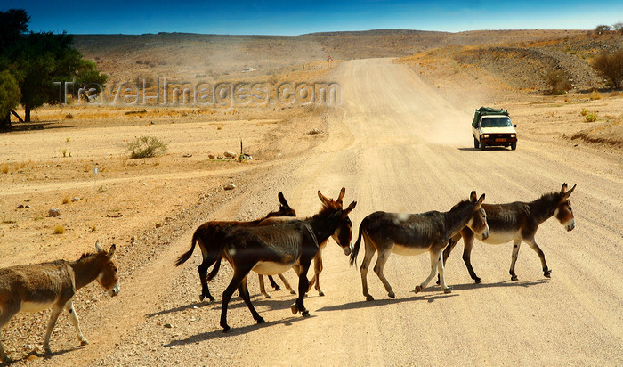 namibia225: Etosha Park, Kunene region, Namibia: donkeys cross a dirt road - photo by Sandia - (c) Travel-Images.com - Stock Photography agency - Image Bank