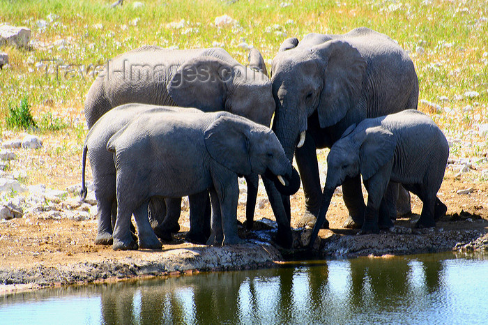 namibia235: Etosha Park, Kunene region, Namibia: Elephants at a waterhole - Loxodonta africana - photo by Sandia - (c) Travel-Images.com - Stock Photography agency - Image Bank