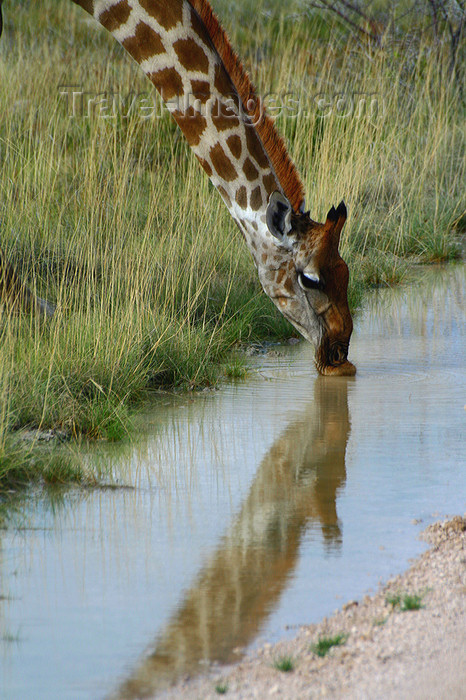 namibia237: Etosha Park, Kunene region, Namibia: giraffe drinking at a waterhole - Giraffa camelopardis - photo by Sandia - (c) Travel-Images.com - Stock Photography agency - Image Bank