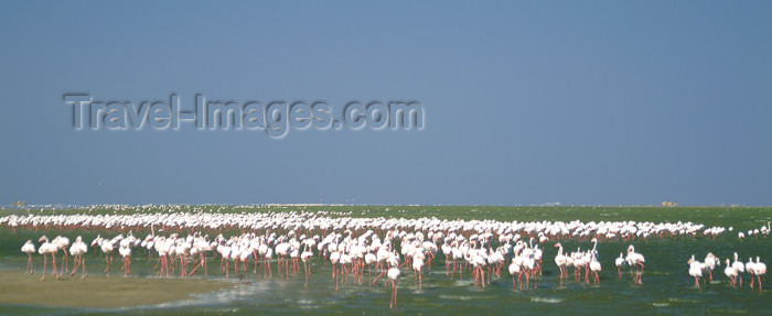 namibia25: Namibia: Walvis Bay: flamingos on the beach - wildlife - photo by J.Banks - (c) Travel-Images.com - Stock Photography agency - Image Bank