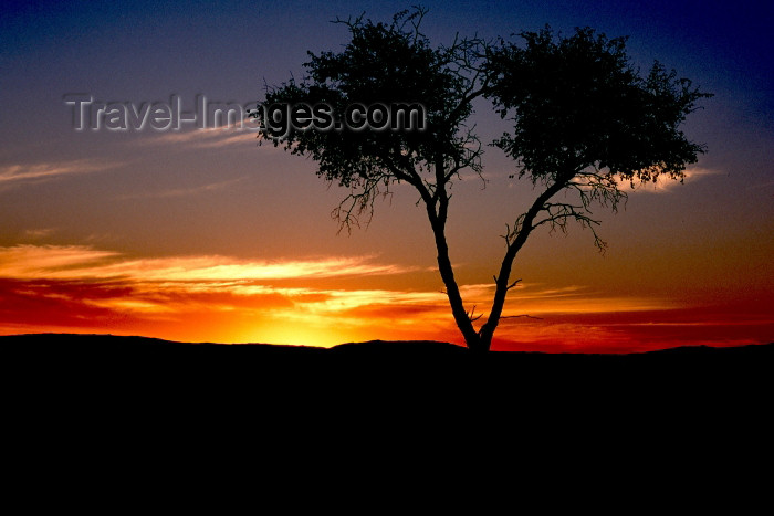 namibia3: Namibia, Africa - Etosha Park, Kunene region: sunset - tree silhouette - photo by G.Friedman - (c) Travel-Images.com - Stock Photography agency - Image Bank