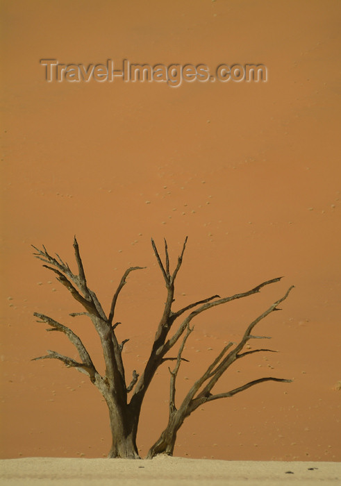 namibia31: Namib desert - Deadvlei - Hardap region, Namibia: lone tree - Namib-Naukluft National Park - photo by J.Banks - (c) Travel-Images.com - Stock Photography agency - Image Bank