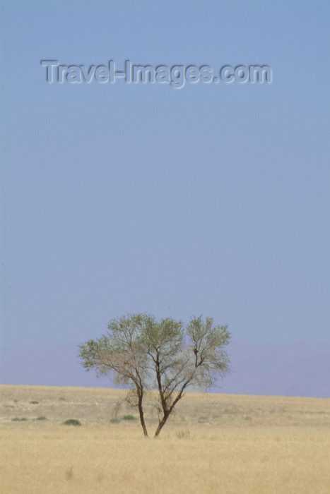 namibia32: Namibia: solitary tree on the plain - photo by J.Banks - (c) Travel-Images.com - Stock Photography agency - Image Bank